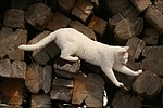 kletternde Hauskatze / climbing domestic cat