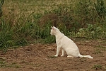 sitzende weiße Hauskatze / sitting domestic cat