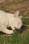 Hauskatze frißt Maus / domestic cat eats mouse