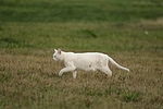weiße Hauskatze auf der Jagd / white domestic cat