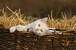 weiße Hauskatze im Strohkorb / white domestic cat