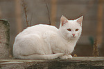 liegende weiße Hauskatze / lying white domestic cat
