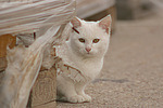 weiße Hauskatze / white domestic cat
