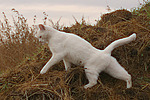 laufende weiße Hauskatze / walking white domestic cat