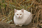 liegende weiße Hauskatze / lying white domestic cat
