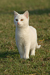 stehende weiße Hauskatze / lying white domestic cat