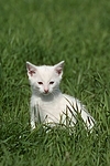 weißes Kätzchen / white kitten