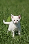 weißes Kätzchen / white kitten