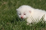 weißes Katzenbaby / white kitten