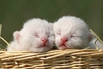 weiße Katzenbabys / white kitten