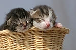 2 Katzenbabys / 2 kitten