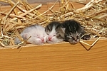 3 Katzenbabys / 3 kitten