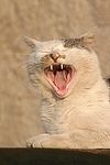 gähnende Hauskatze / yawning domestic cat