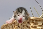 mauzendes Katzenbaby / mewing kitten