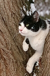 kletternde Hauskatze / climbing domestic cat