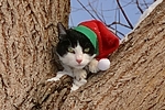 Hauskatze mit Weihnachtsmütze / domestic cat
