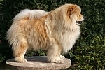 stehender Chow Chow / standing Chow Chow