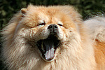 gähnender Chow Chow / yawning Chow Chow