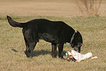 Mischling und Rarson Russell Terrier / mongrel and Rarson Russell Terrier