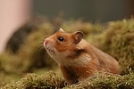neugieriger Goldhamster / curious golden hamster