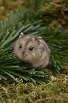 Dschungarischer Zwerghamster / hamster