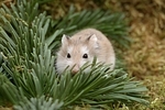 Roborowski Zwerghamster / Roborovski's dwarf hamster