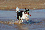 spielender Border Collie am Strand / playing Border Collie at beach