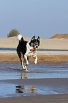 spielender Border Collie am Strand / playing Border Collie at beach