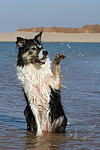 winkender Border Collie / waving Border Collie