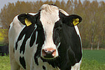 Rind Portrait / cattle portrait