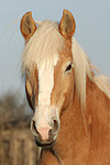 Haflinger Portrait / haflinger horse portrait