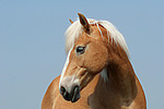 Haflinger Portrait / haflinger horse portrait