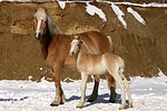 Haflinger / haflinger horses