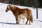 Haflinger / haflinger horses