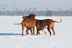 3 Rhodesian Ridgebacks im Schnee / 3 Rhodesian Ridgebacks in snow