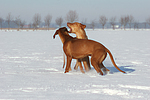 spielende Rhodesian Ridgebacks / playing Rhodesian Ridgebacks