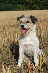 sitzender Parson Russell Terrier / sitting PRT