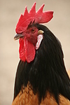 Vorwerkhuhn Hahn Portrait / cock portrait