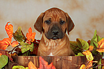 Rhodesian Ridgeback Welpe / rhodesian ridgeback puppy