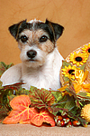 Parson Russell Terrier