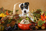 Parson Russell Terrier Welpe Portrait / PRT puppy portrait