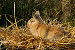 Löwenköpfchen / lion-headed bunny