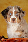 Miniature Australian Shepherd Welpe / miniature australian shepherd puppy