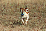 Jack Russell Terrier