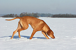 schnuppernder Rhodesian Ridgeback / snuffing Rhodesian Ridgeback