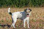 stehender Parson Russell Terrier / standing PRT