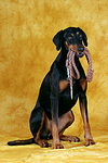 Dobermann apportiert Leine / Doberman Pinscher retrieves leash