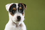 Parson Russell Terrier Welpe Portrait / PRT puppy portrait