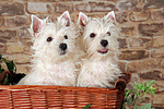 West Highland White Terrier Welpen / West Highland White Terrier Puppies