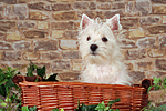 West Highland White Terrier Welpe / West Highland White Terrier Puppy